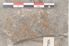 Foto (Detailansicht) von Cassia hyperborea Unger (NHMW-GEO-2024-0188-8050)